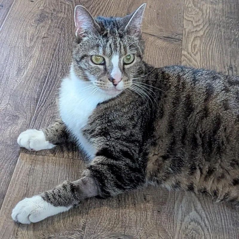 A senior medium-sized male Domestic Short Hair cat named MakoFS for adoption in Youngsville, NC