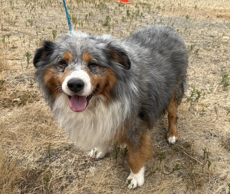 A senior large-sized male Gray / Blue / Silver Australian Shepherd dog named Booly for adoption in Silvana, WA