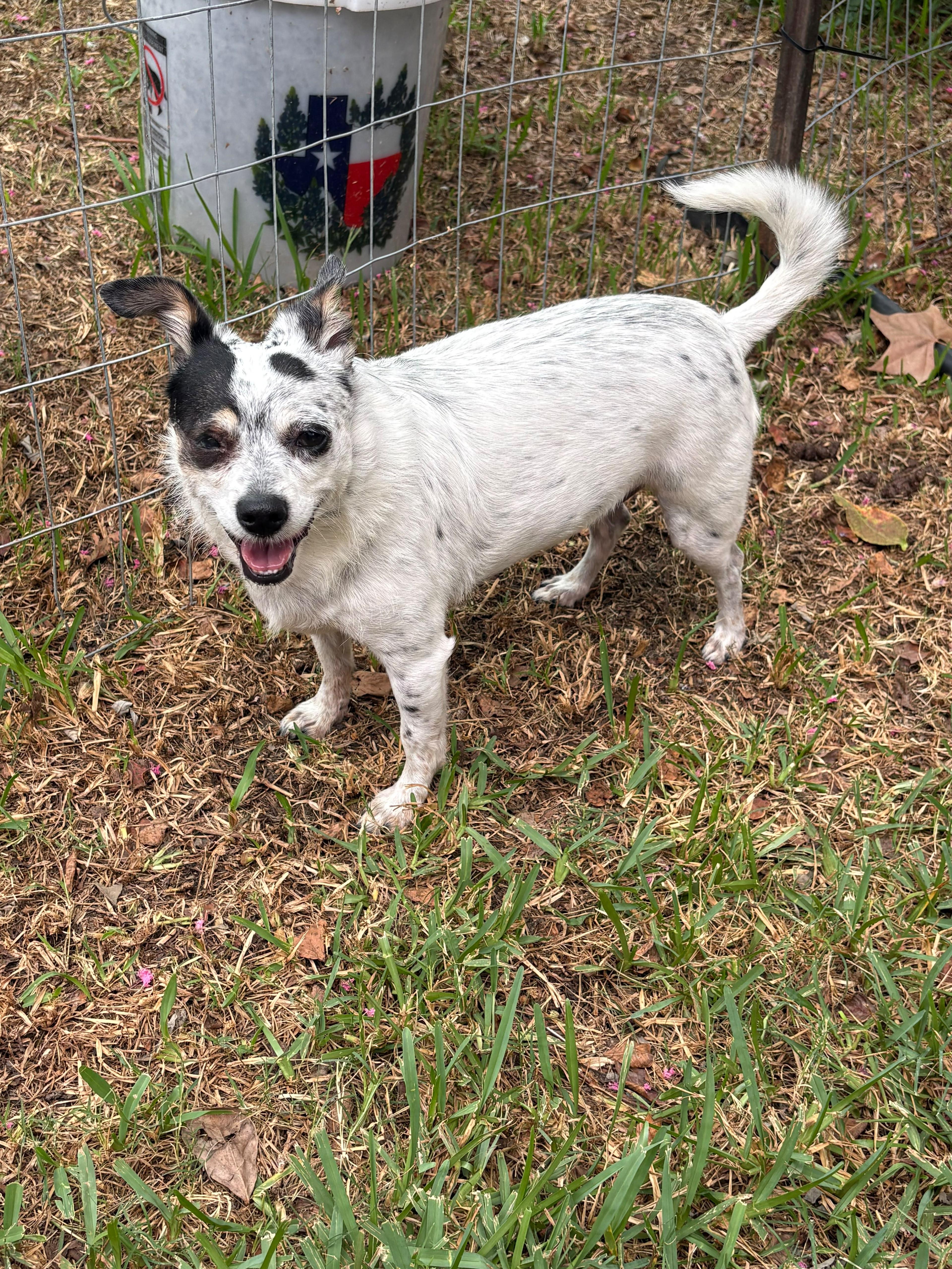An adult small-sized female White / Cream Australian Cattle Dog / Blue Heeler dog named Lolita for adoption in Houston, TX