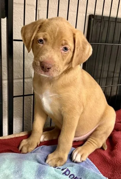 A baby medium-sized male Black Mouth Cur dog named Manfred for adoption in Picayune, MS