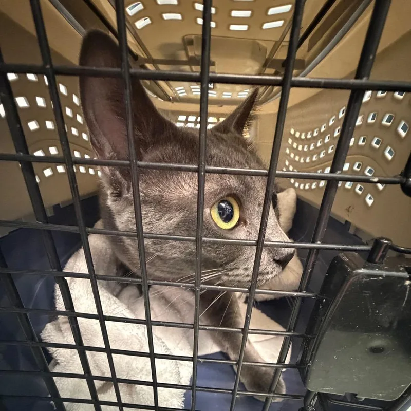 An adult large-sized male Gray / Blue / Silver Domestic Short Hair cat named Mushroom for adoption in Clearwater, FL