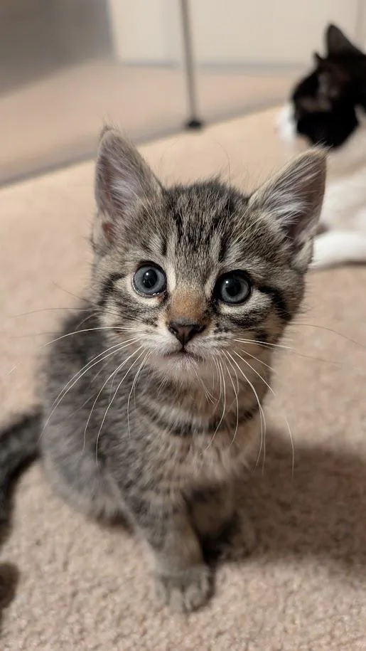 A baby small-sized female Tabby (Brown / Chocolate) Domestic Short Hair cat named Spruce for adoption in Bordentown, NJ