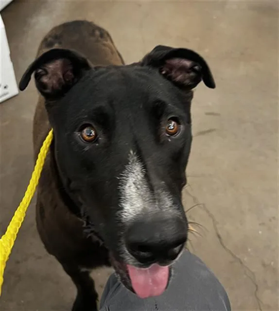 A young large-sized male Mixed Breed dog named Puma for adoption in Dallas, TX