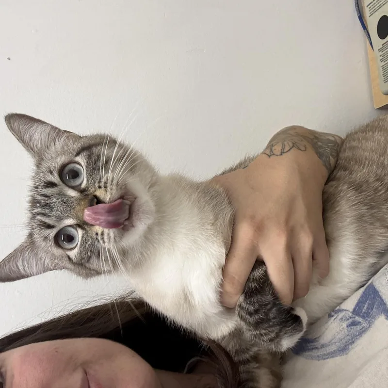 A young large-sized male Lilac Point Siamese cat named Big Blue for adoption in Fresno, CA