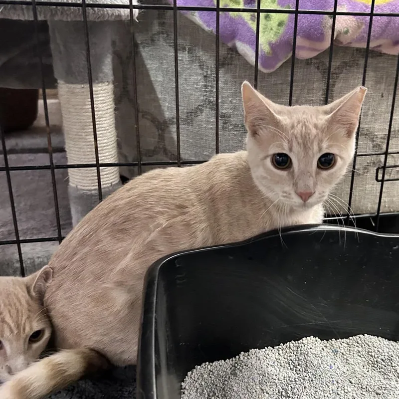 A baby small-sized male Buff / Tan / Fawn Domestic Short Hair cat named Endless Summer for adoption in Boerne, TX