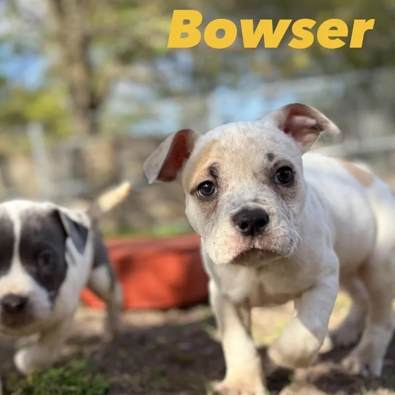 Bowser