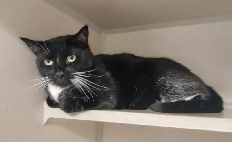 An adult medium-sized male Domestic Short Hair cat named Scar for adoption in Beacon, NY
