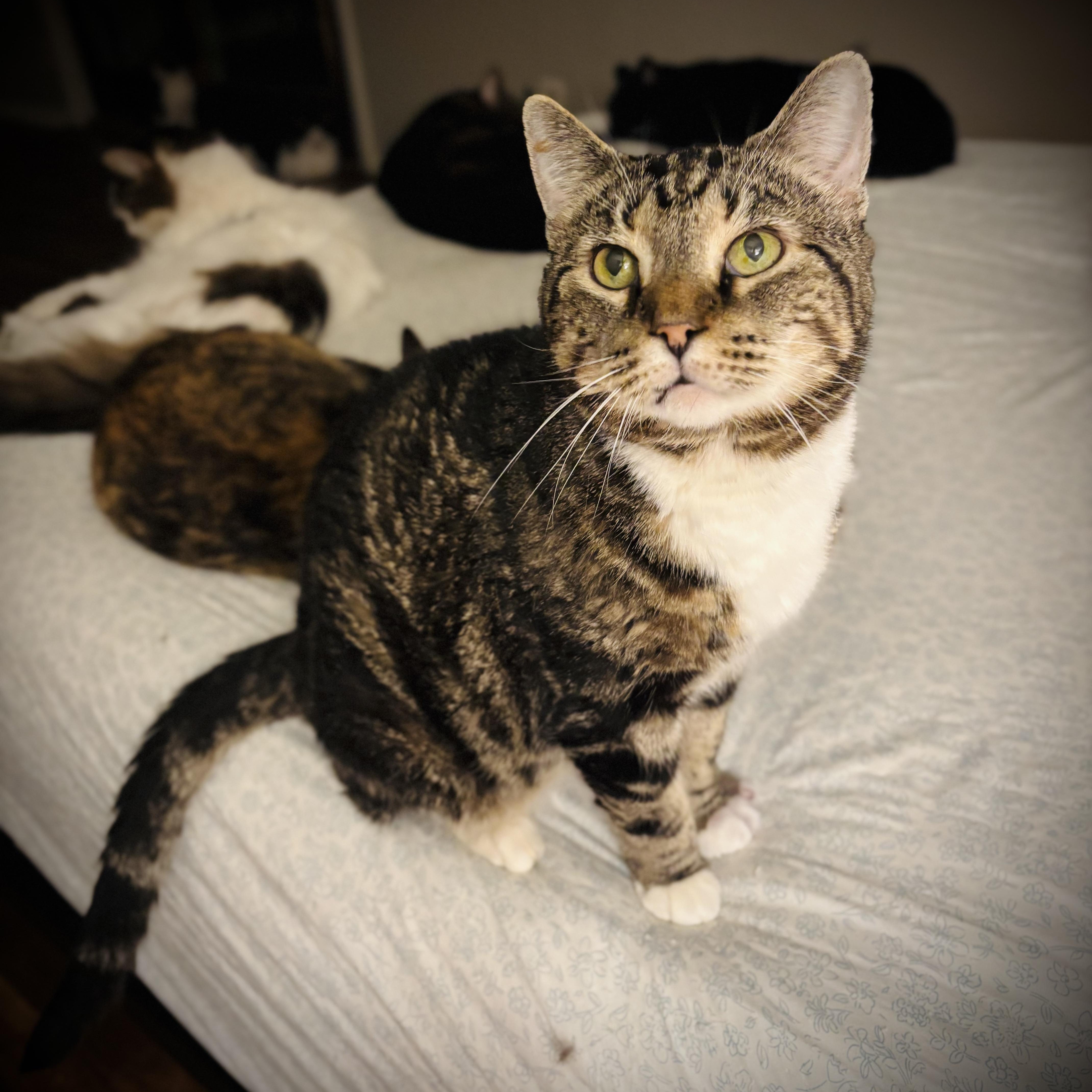 A young medium-sized male Tabby (Brown / Chocolate) Domestic Short Hair cat named Harold for adoption in Buffalo, NY