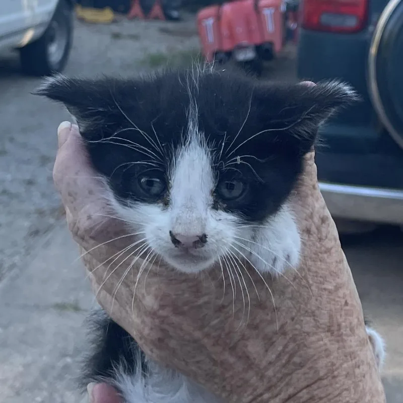 A baby small-sized male Black & White / Tuxedo Domestic Short Hair cat named Dominoe for adoption in Green Forest, AR