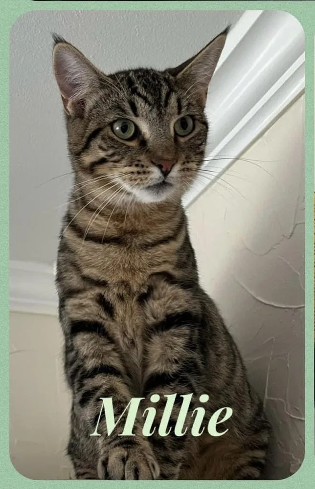 Millie thumbnail 2