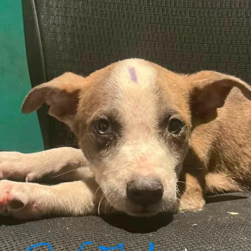 A baby medium-sized male Hound dog named Leo for adoption in Minneapolis, MN