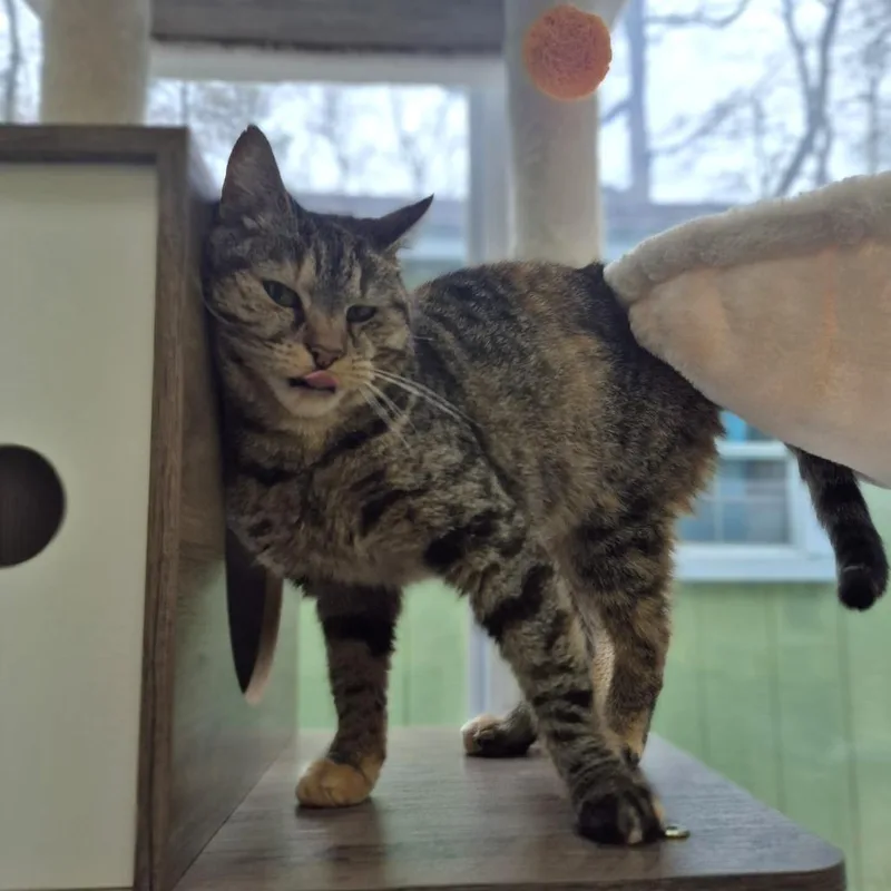 An adult medium-sized female Brown / Chocolate Domestic Short Hair cat named Sundari for adoption in Weimar, CA