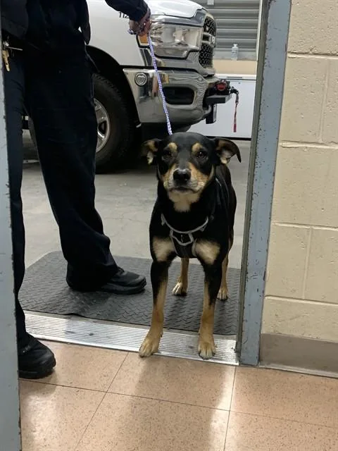 Triton
