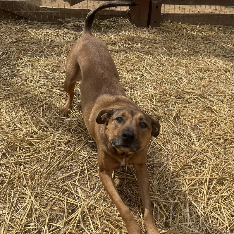 Georgie Girl thumbnail 2