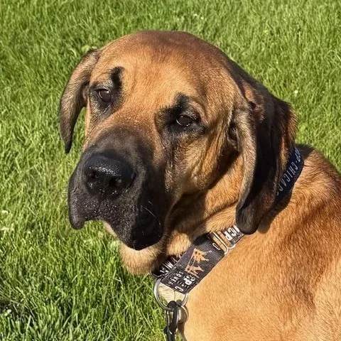 Moose