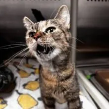 An adult medium-sized female Torbie Domestic Short Hair cat named NCI Olena for adoption in Port Washington, NY