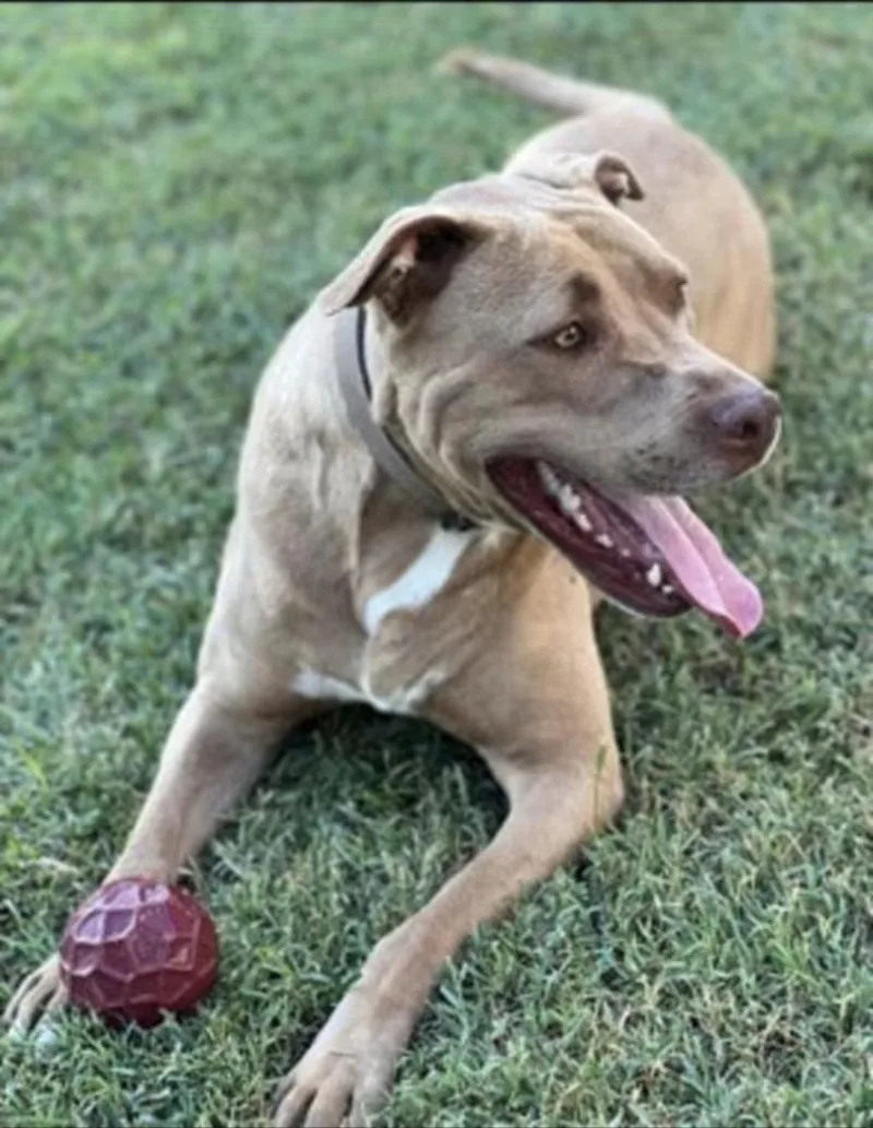 A young medium-sized male Pit Bull Terrier dog named Patrick Henry for adoption in Westminster, MD