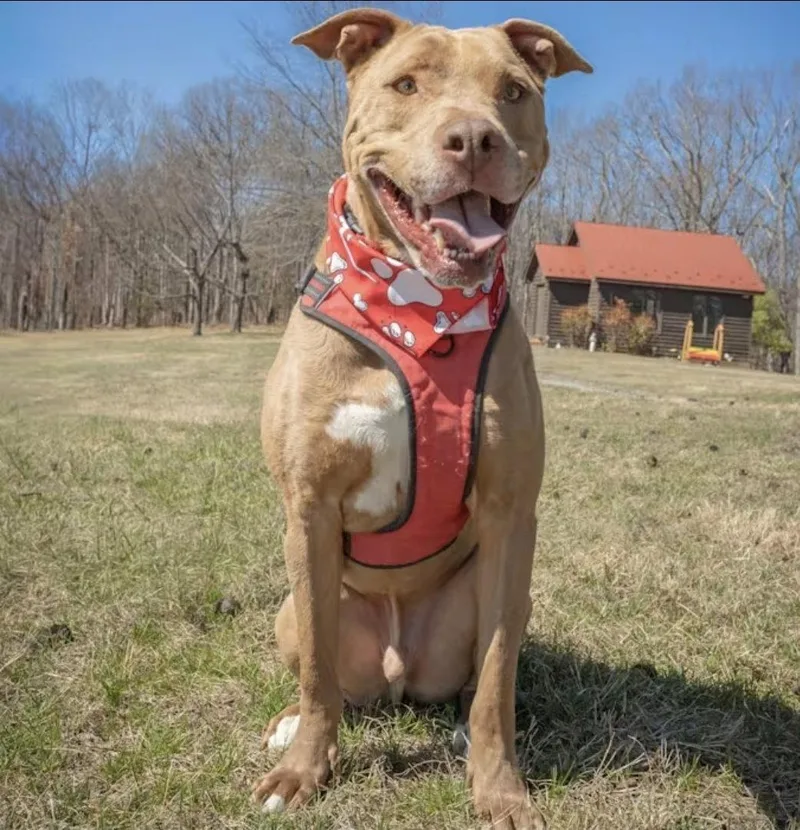 Patrick Henry thumbnail 2