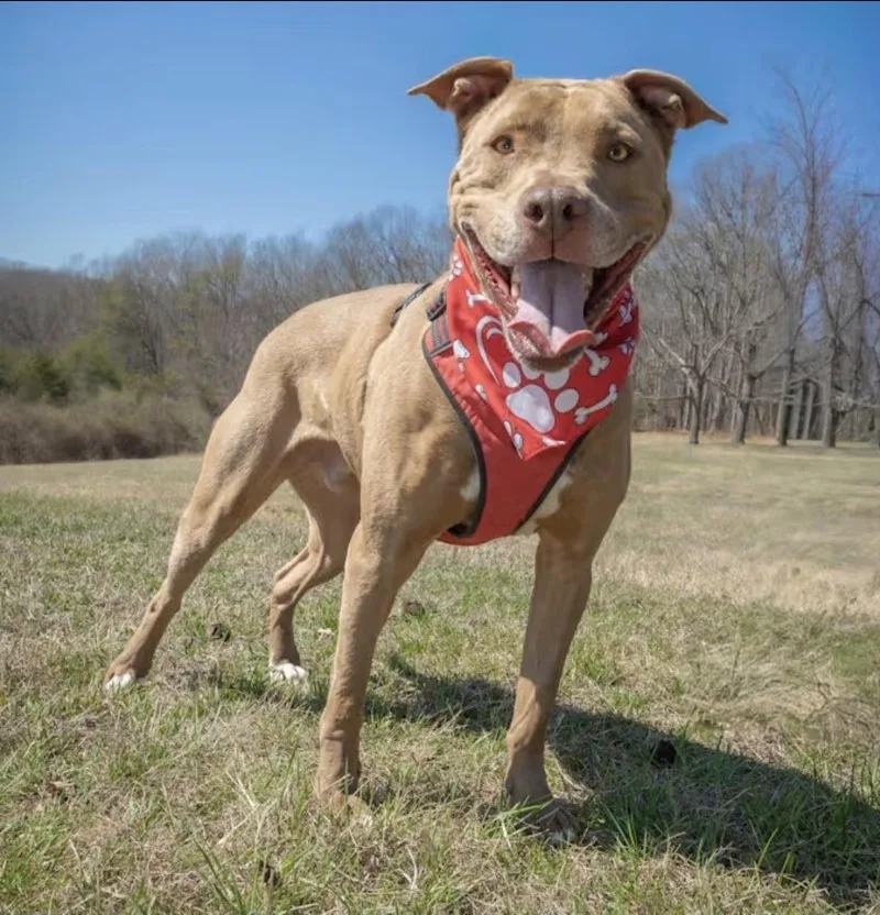 Patrick Henry thumbnail 3