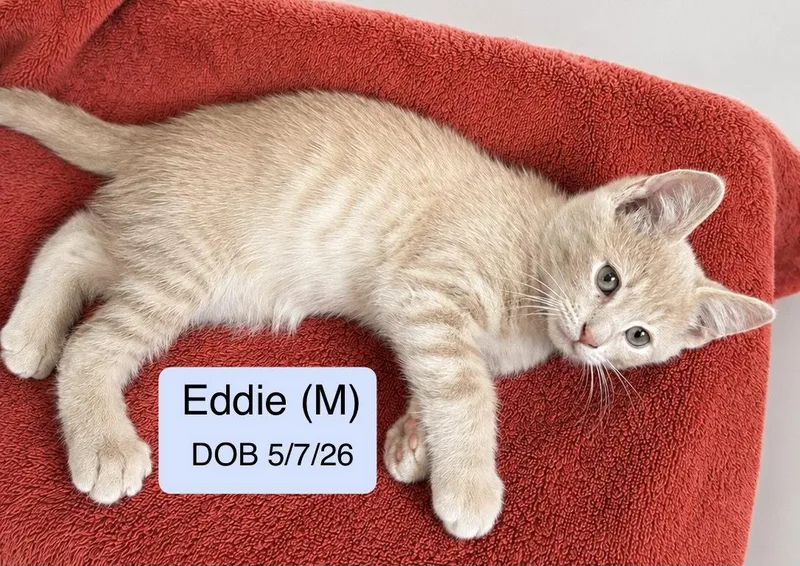 A baby medium-sized male Domestic Short Hair cat named Eddie for adoption in Vacaville, CA