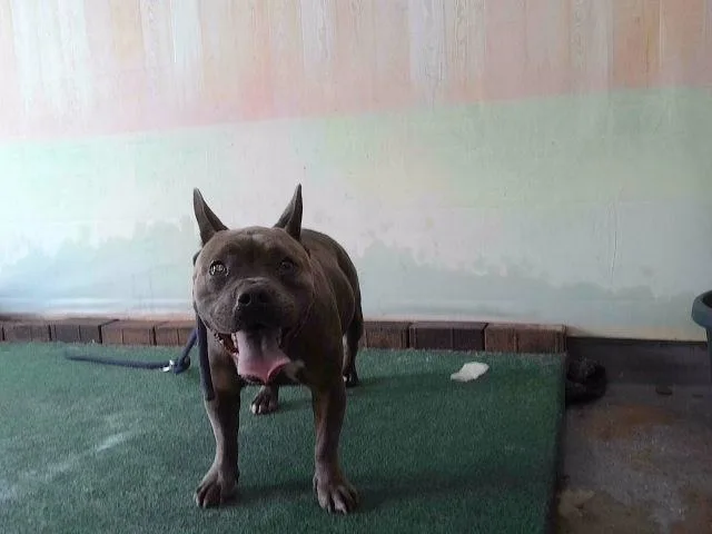 An adult medium-sized female Staffordshire Bull Terrier dog named Haley for adoption in Baldwin Park, CA