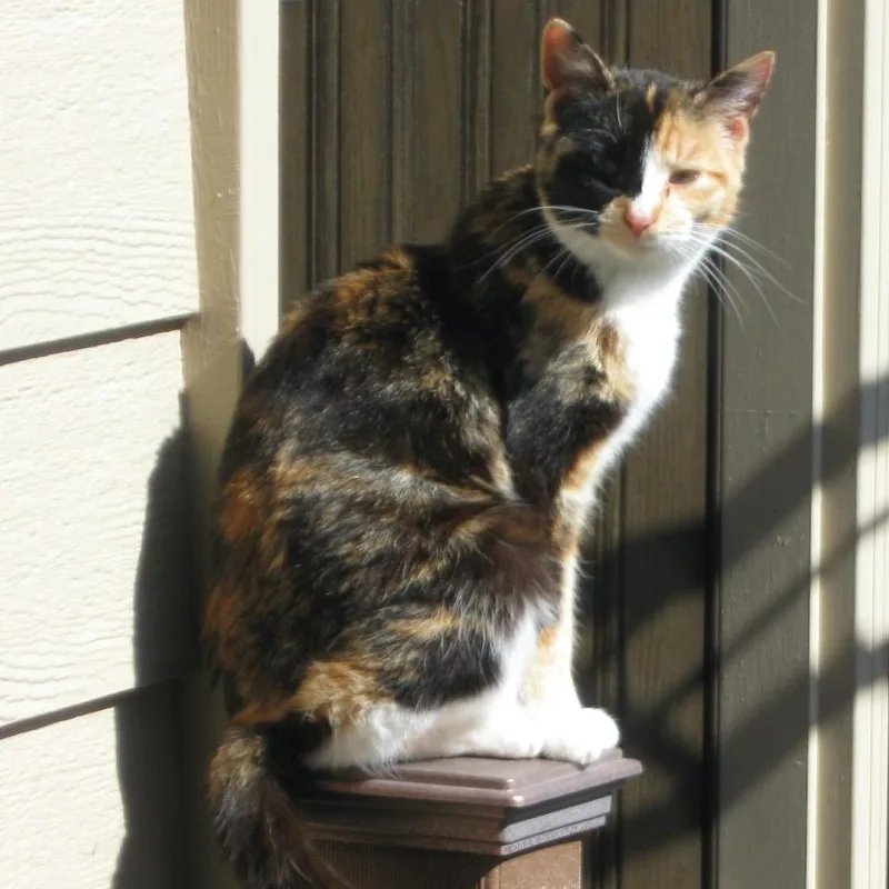 A baby small-sized female Calico Domestic Short Hair cat named Karmela for adoption in Rochester, MN