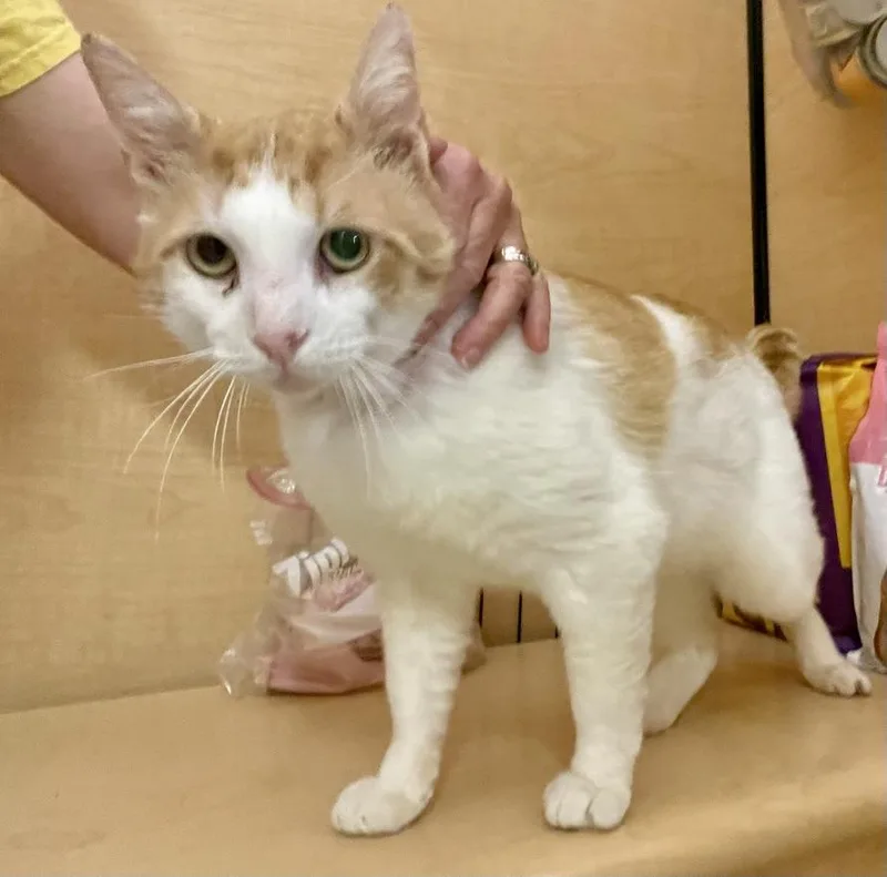 A young large-sized male Domestic Short Hair cat named Hennessy for adoption in Mayfield, NY