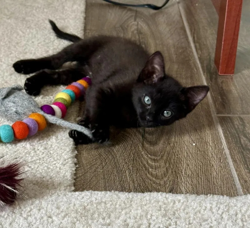 A baby medium-sized male Black Domestic Short Hair cat named Beans Cattington for adoption in Chandler, AZ