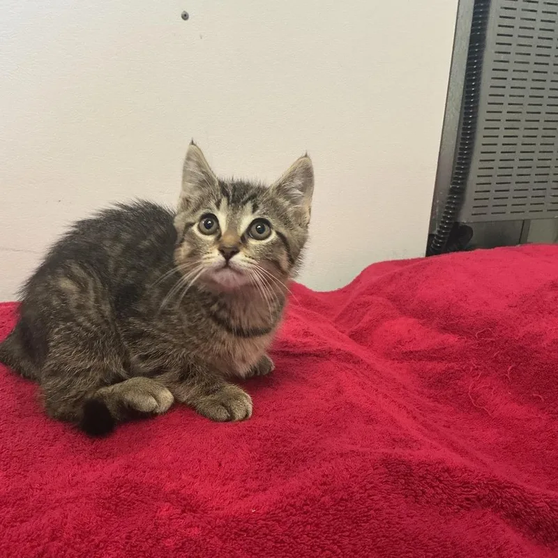 A baby small-sized female Brown / Chocolate Domestic Short Hair cat named Wednesday for adoption in Spruce Pine, NC