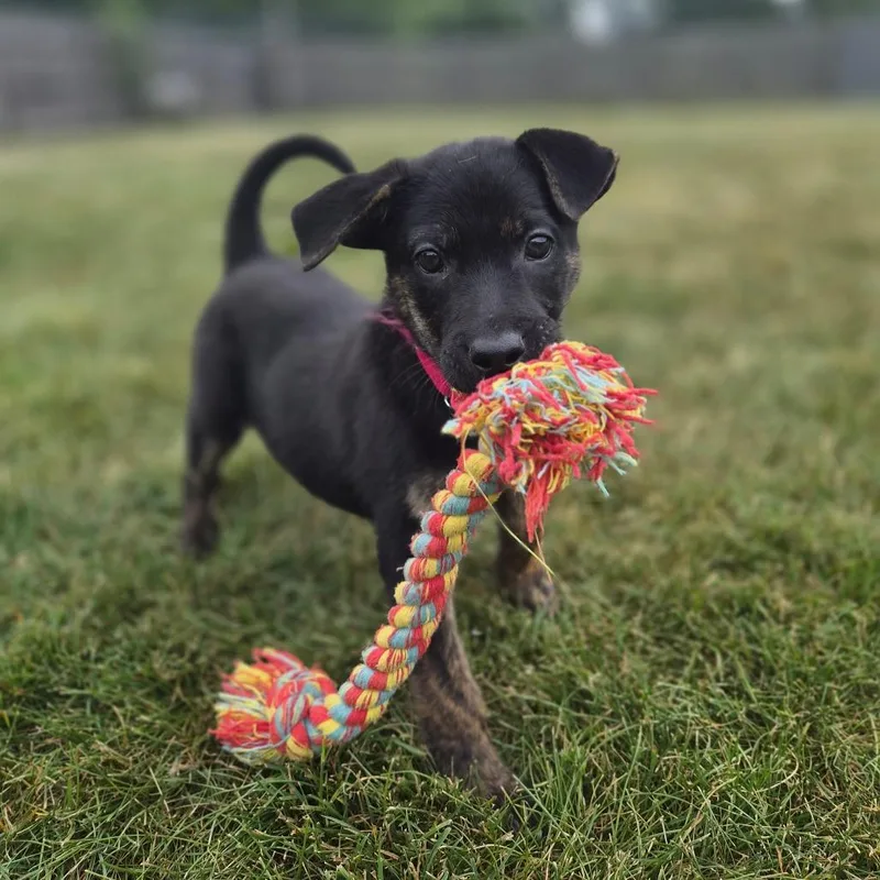 A baby small-sized male Black Mixed Breed dog named Griffin for adoption in Woodstock, IL