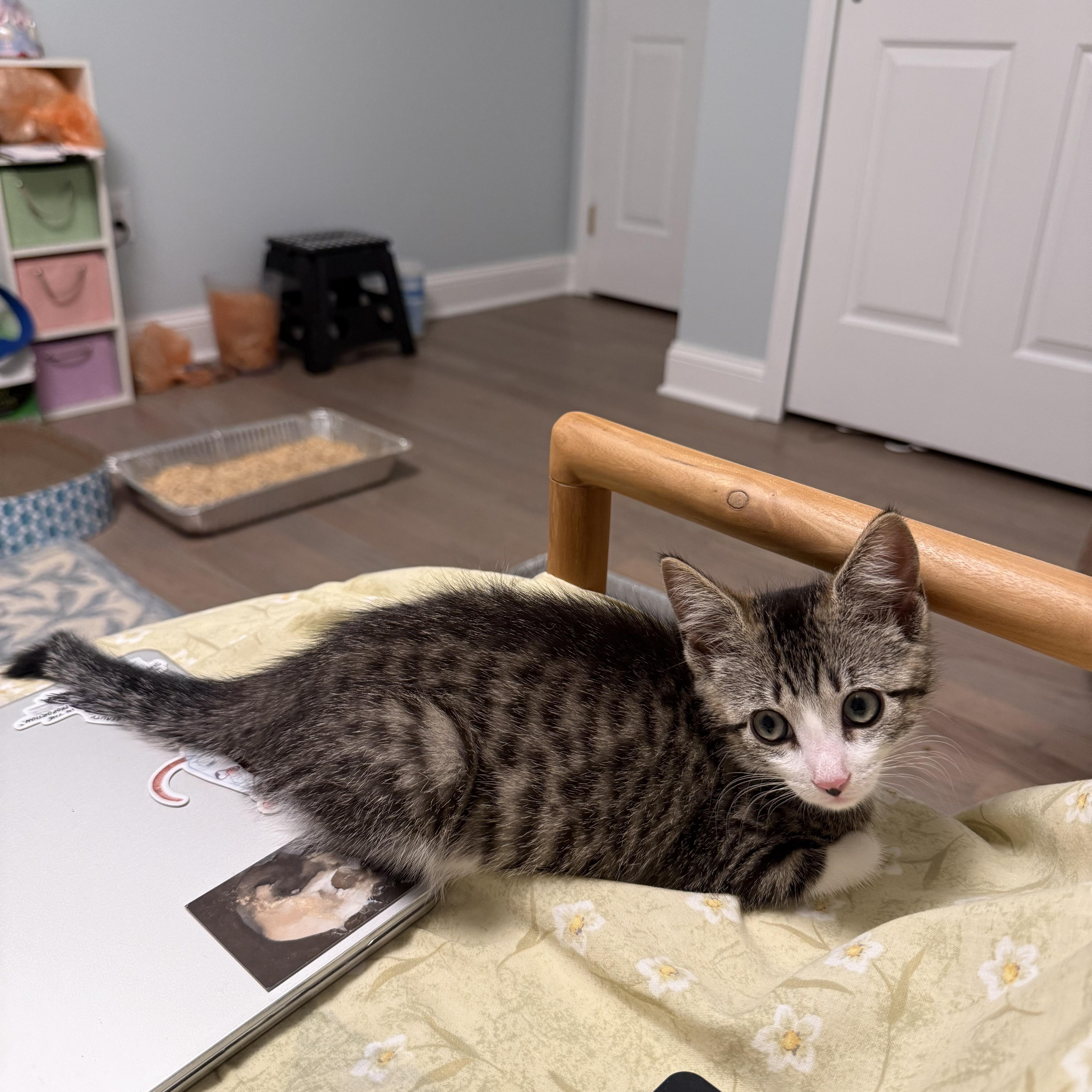 A baby small-sized female Tabby (Brown / Chocolate) American Shorthair cat named Drain for adoption in Highland Park, NJ