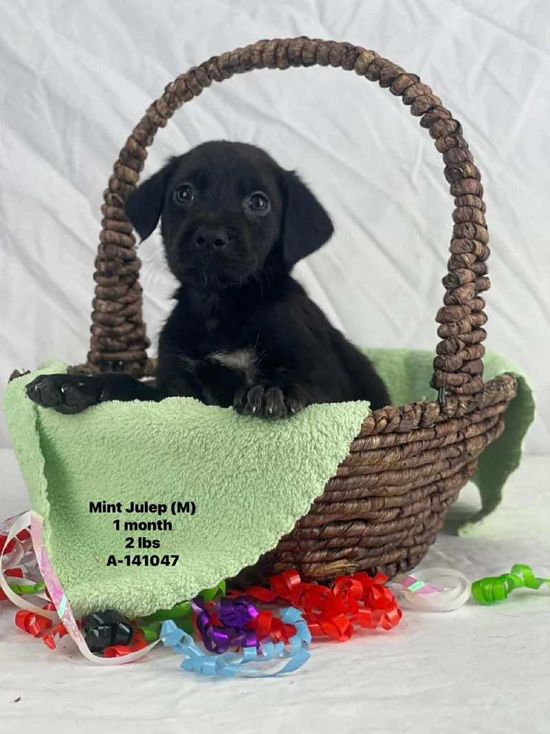 Mj The Lab Mix