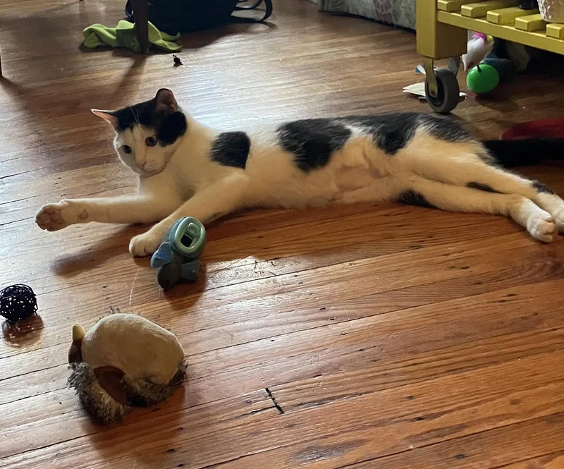 Shallot Osage thumbnail 2