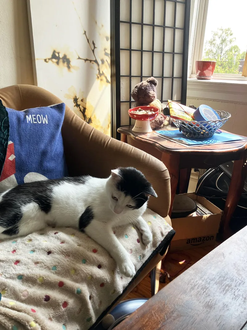 Shallot Osage thumbnail 3