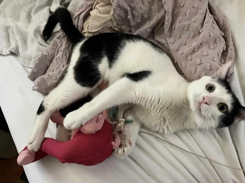 Shallot Osage thumbnail 4