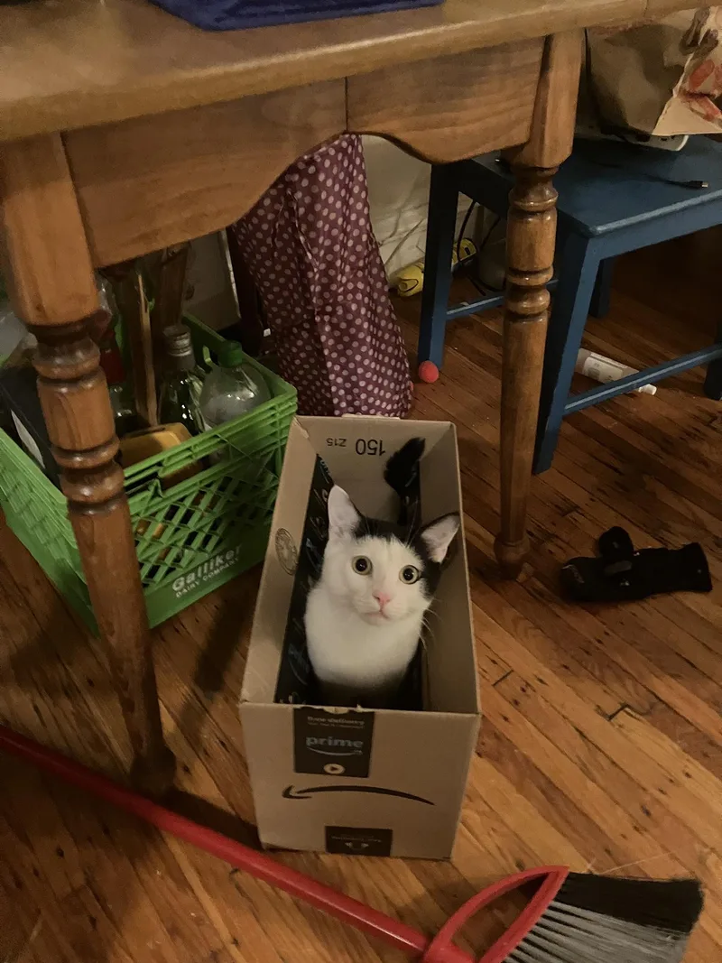 Shallot Osage thumbnail 5