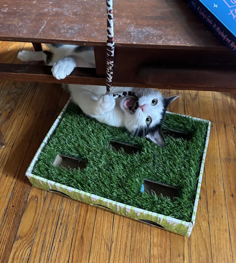 Shallot Osage thumbnail 6