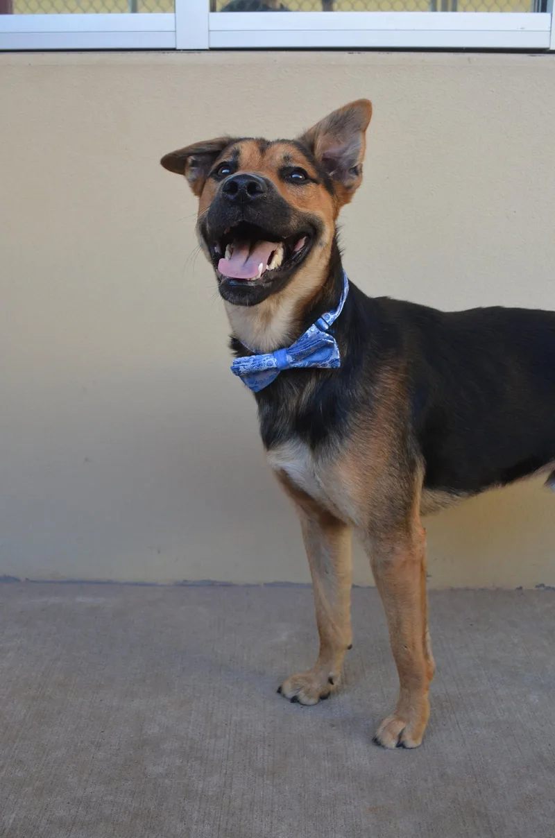 A baby large-sized male Shepherd dog named Jetty for adoption in McKinney, TX