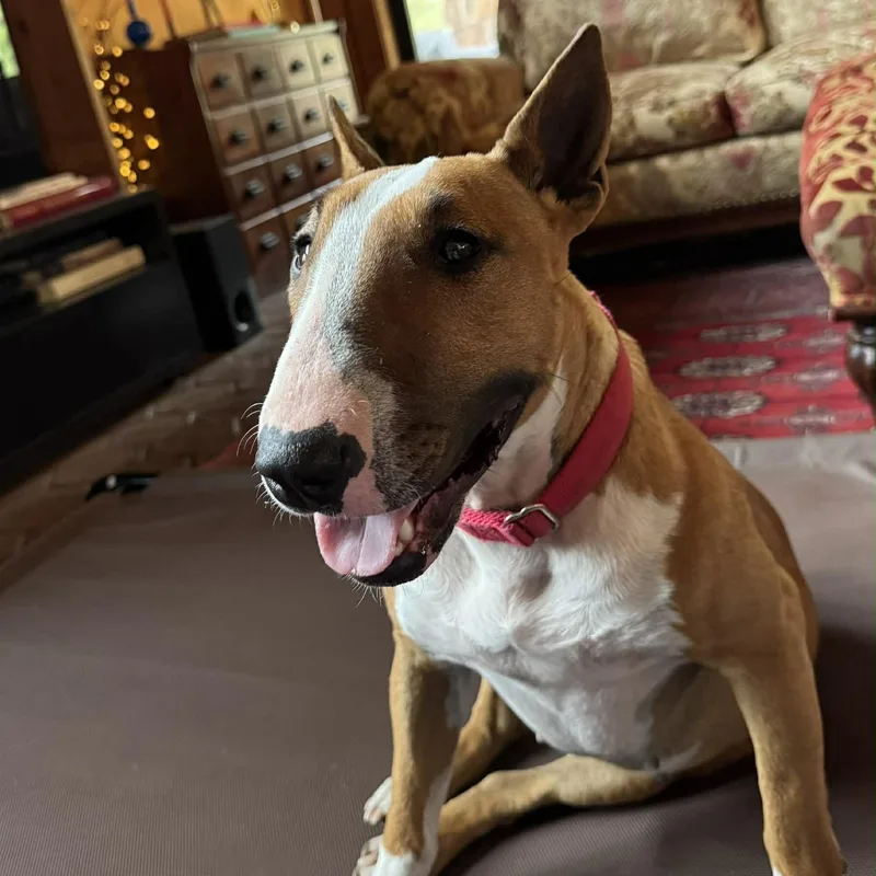 A young medium-sized female Red / Chestnut / Orange Bull Terrier dog named Rosey for adoption in Glenwood, AR