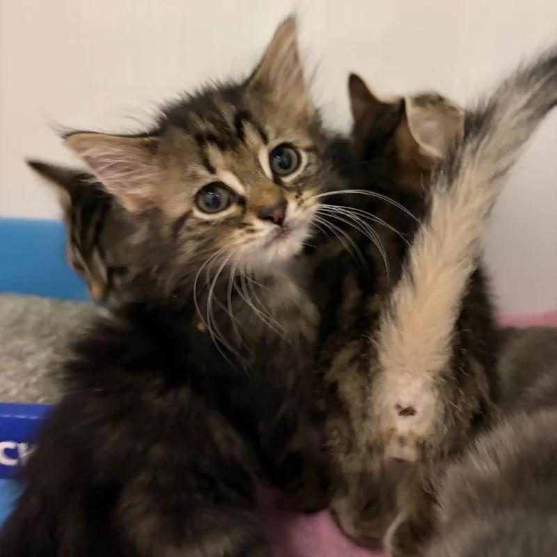 A baby small-sized female Domestic Short Hair cat named The Ghost of Duke for adoption in Charleston, WV