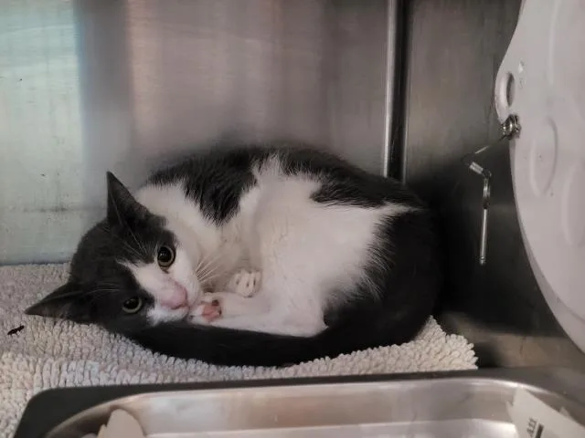 A young medium-sized male Domestic Short Hair cat named Ash for adoption in San Pedro, CA