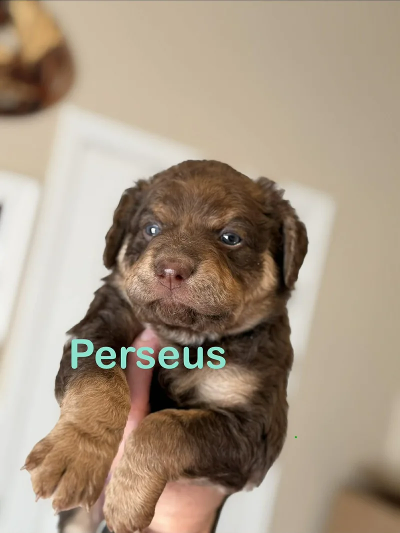 Perseus