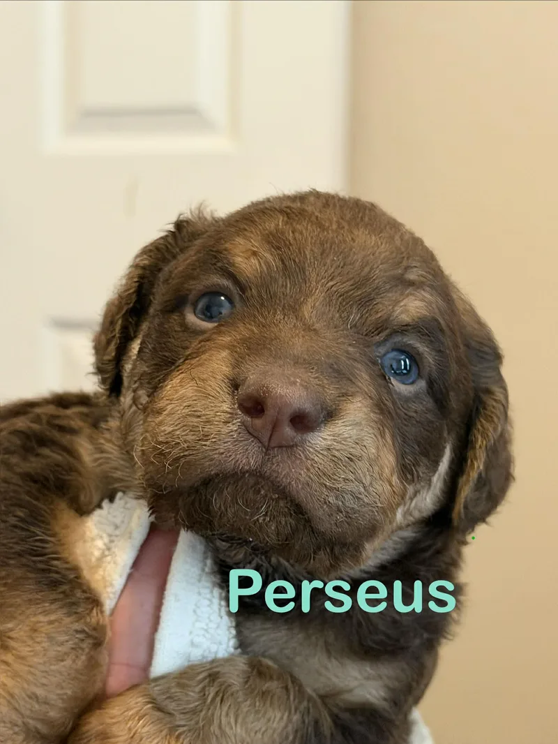 Perseus thumbnail 2
