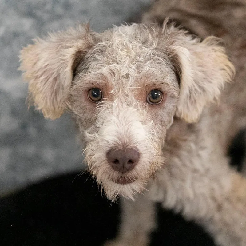 A young small-sized female Miniature Schnauzer dog named Panera for adoption in Peyton, CO