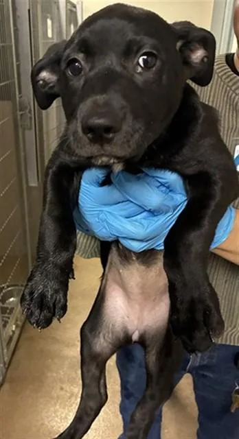 A baby small-sized female Pit Bull Terrier dog named Omelette for adoption in San Jose, CA