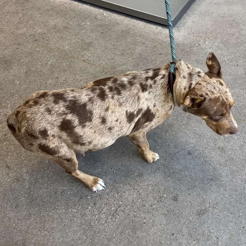 An adult medium-sized female Brown / Chocolate Mixed Breed dog named Lucia for adoption in Las Cruces, NM