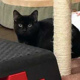 Candy Land thumbnail 2