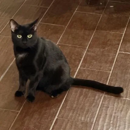 Candy Land thumbnail 3