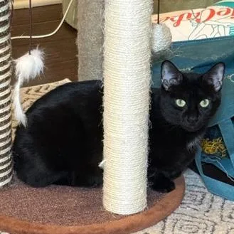 Candy Land thumbnail 4