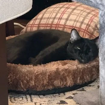 Candy Land thumbnail 5